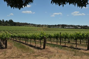 Barossa vineyards
