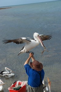 Pelican feeding