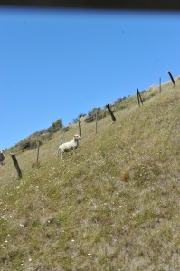 A lonely lambkin!