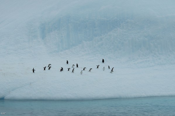 antarctica-5