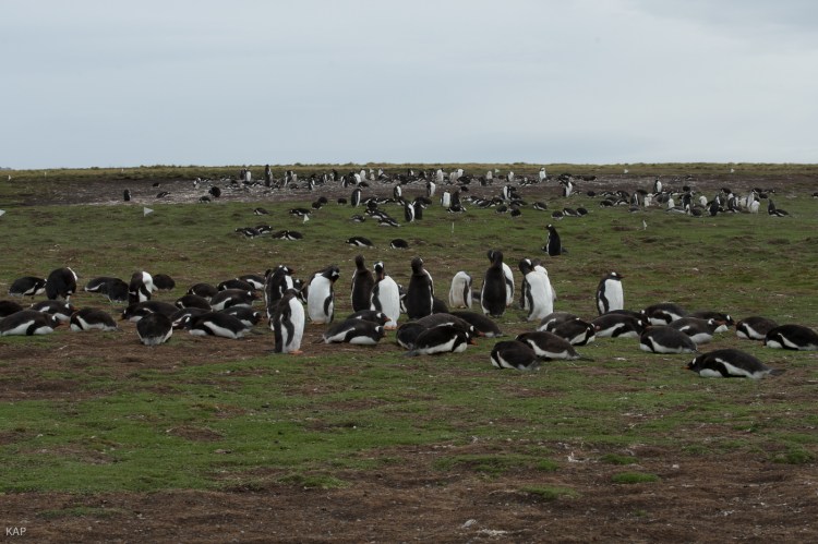 Falklands-5.jpg